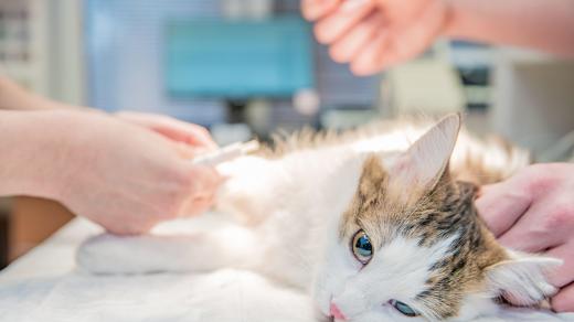 Veterinární operace kočky (ilustrační foto)