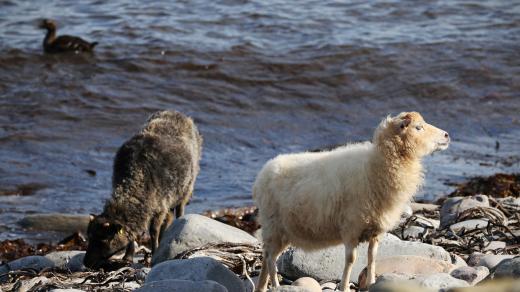 Ovce na ostrově North Ronaldsay