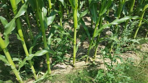 Zbytky obilovin na polích s kukuřicí brání erozi půdy