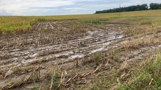 Časté deště komplikují sklizeň kukuřice