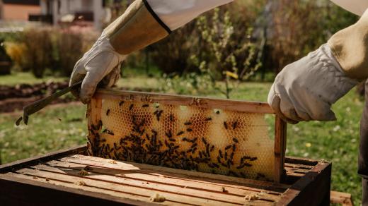 včely, plástev, med, včelař