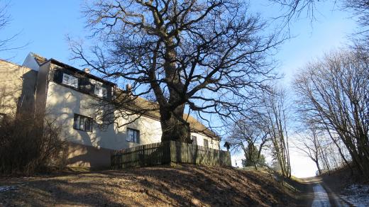Žižkův dub u hradu Lichnice a Chrudimsku