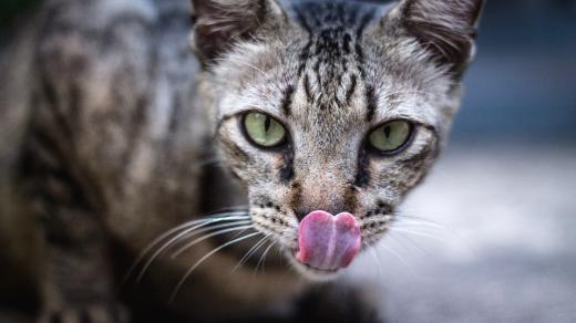 Kočka, jazyk