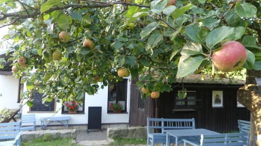 Pětasedmdesátiletá zimní reneta, jabloň u Lidmanů v Machovské Lhotě, vítězka ankety Strom roku