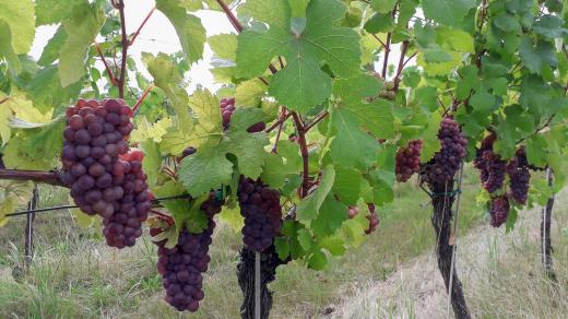 Vinařství sv. Tomáše v Malých Žernosekách nabízí především burgundská vína