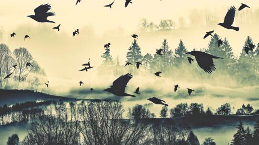 Letící ptáci (ilustrační foto)