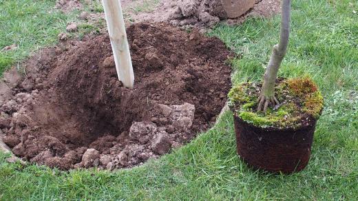 Natlučeme oporné kůly, aby stromy byly dobře kotvené. Jestli jsou kůly hranaté, musíme udělat vše pro to, aby se kmínky o hrany kůlu nepoškozovaly