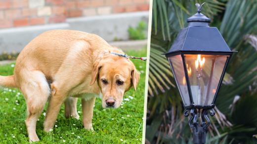 Mohou psí bobky pohánět pouliční lampy? (ilustrační koláž)