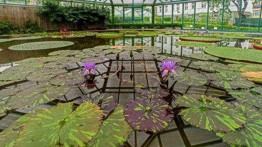 Chlouba liberecké botanické zahrady - pavilon leknínů