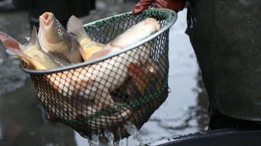 Ryby, kapři, ilustrační foto