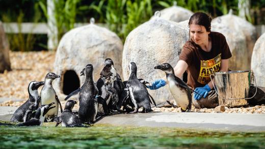 Tučňáci v Safari Parku Dvůr Králové