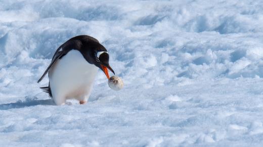 Proč tučňák zahazuje své vejce?