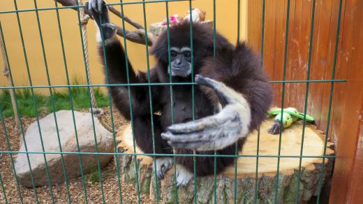 Mezi největší atrakce bítovanské zoo patří primáti