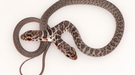 Na Floridě odchytili dvouhlavého hada, štíhlovku americkou