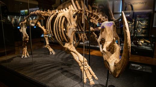 Kostra srstnatého nosorožce z expozice Národního muzea Okna do pravěku