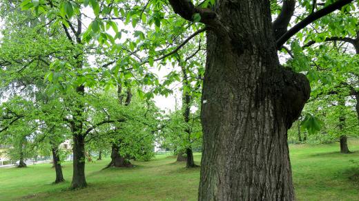 Kaštanka Nasavrky je přírodní památka, některé stromy ještě pamatují dobu založení sadu