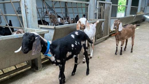 Anglonubijské kozy na farmě V Marinkách u Blažejova