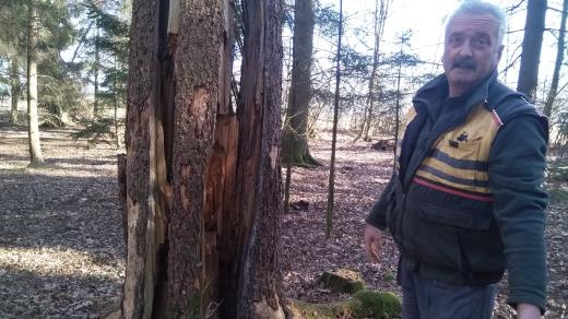 Kůrovec řádí v jihočeských lesích stále víc. Zdeněk Šmíd, který vlastní celkem osm hektarů, má až třetinu napadenou tímto škůdcem