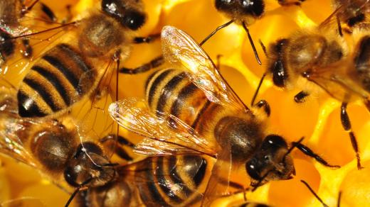 Včely se zabydlely ve Východočeském muzeu v Pardubicích