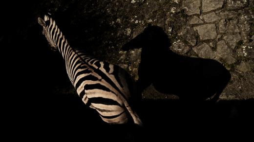 Zebra a hra světla a stínu v Safari Parku Dvůr Králové nad Labem
