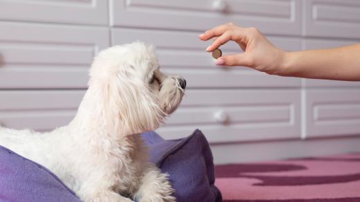 Tableta proti klíšťatům pro psa