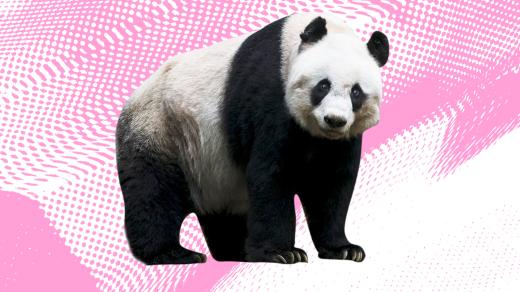 Mikrovlnky - panda