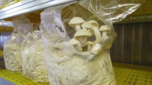 Shimeji neboli líhovec je jednou z nejoblíbenějších hub v Japonsku