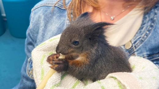 Zachráněné mládě veverky