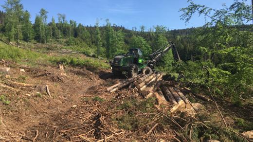 Lesníci sbírají pokácené dřevo v lese