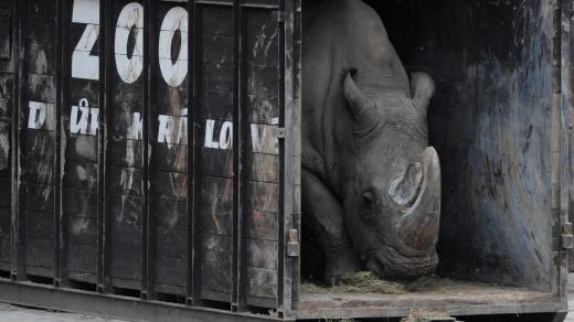 Převoz nosorožce Súdána ze zoo ve Dvoře Králové do Tanzánie