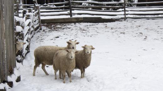 Ovce, zima, sníh
