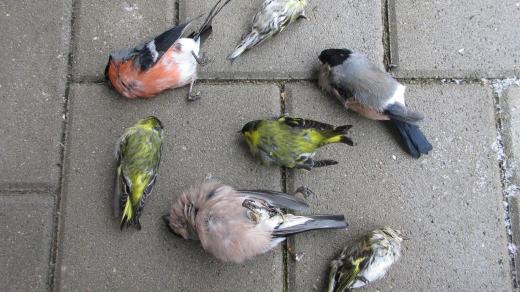 Ptáci uhynulí na „krmítkovou nemoc“