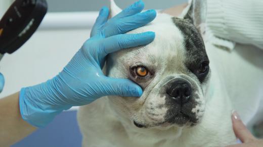 Vyšetření očí psa u veterináře (ilustrační foto)
