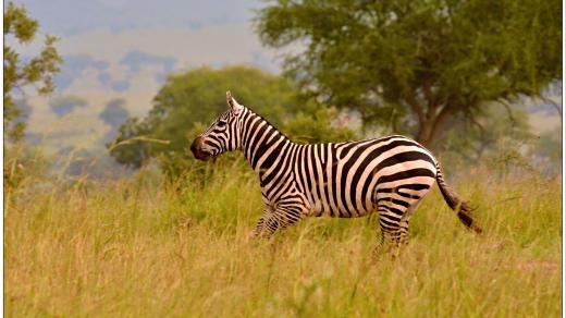 Česká expedice našla v Ugandě zebru bezhřívou