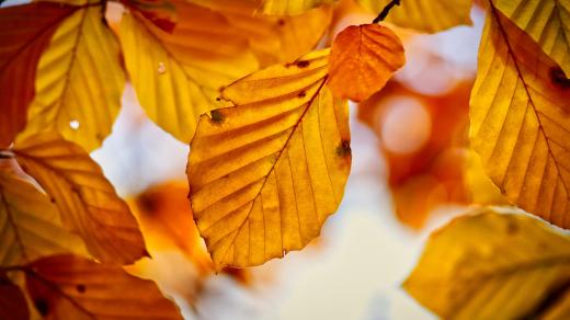 Podzimní listy