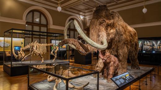 Model mamutice srstnané s mládětem dominuje sálu čtvrtohor
