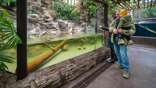 Krokodýli štítnatí jsou v nové expozici dvorského safari parku