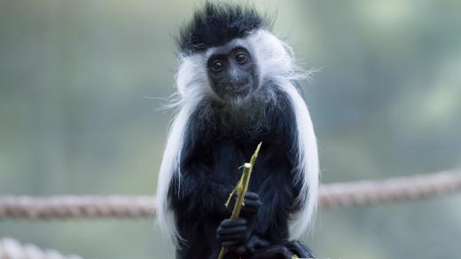 V Safari Parku Dvůr Králové chovají spoustu zajímavých a vzácných opiček