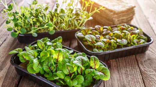 Mladé listy salátů si můžete lehce vypěstovat za oknem