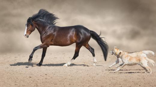 Pes a kůň