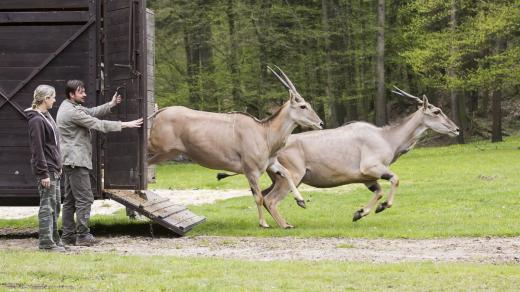 Stěhování zvládly v Safari Parku Dvůr Králové jak antilopy, tak i hroši