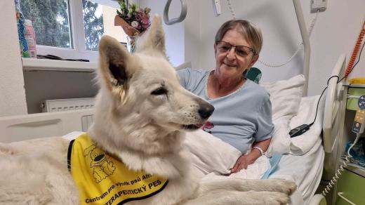 Ve Stodské nemocnici pomáhají léčit psí terapeuti Kessy a Amor