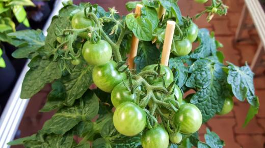 Z plodové zeleniny lze za oknem pěstovat rajčata nebo papriky