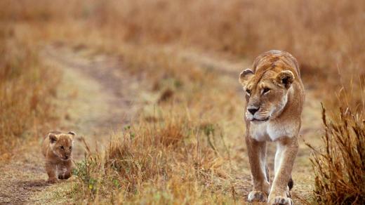 Málokdo ví, že v celé západní Africe je lev vyhubený, upozorňuje Jůnek (ilustrační foto)