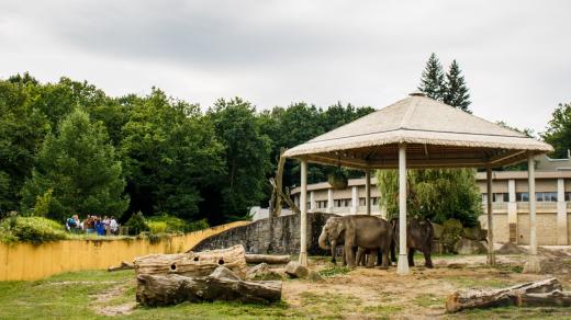 Nové stínidlo pro slony v ostravské zoo