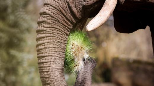 Dvorský safari park nabízí zvířatům zelené krmení z vlastní klíčírny