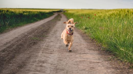 Malý pes utíká po polní cestě