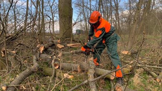 Lesy u Citova trpí plísňovým onemocněním