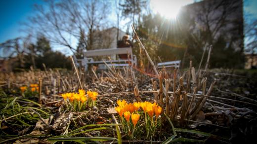 Krokusy v Botanické zahradě Tábor, jaro, květiny, slunce, počasí