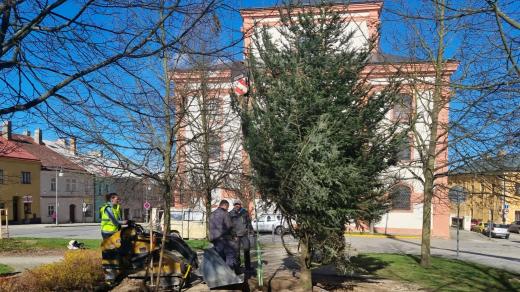 V Polné vysadili nový vánoční strom
